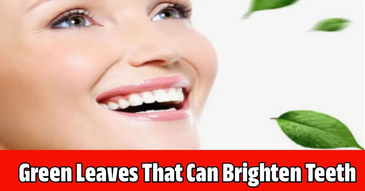 Natural Teeth Whitening: Chew These Green Leaves for a Brighter Smile